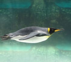 a penguin flying in the air over water