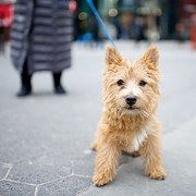 a small brown dog standing on top of a sidewalk next to a person wearing a black coat