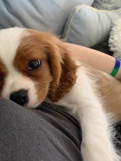 a small brown and white dog laying on top of a person's lap next to a teddy bear