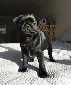 a small black dog standing on top of a bed