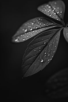 #MacroPhotography #NathanWirth #NatureDetails #SolidMatteDarkBackground #2:3AspectRatio #TheCandie Nature Details, Detail Photography, Inspirational Digital Art, Rosé Phone, Nature Macro, Dry Plants, Dark Background