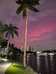 a palm tree sitting on the side of a river next to a lush green park