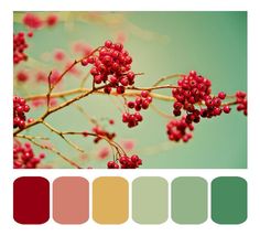 some red berries are growing on a tree branch with color swatches in the foreground