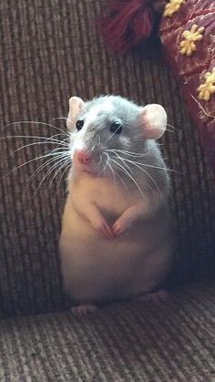 a rat sitting on top of a couch next to a pillow