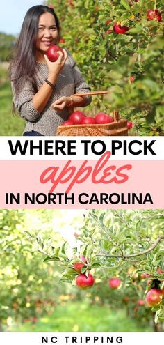 a woman picking apples from an apple tree with the words where to pick apples in north carolina