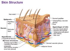 diagram of skin structure with all parts labeled