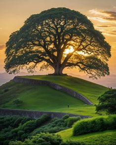 a large tree sitting on top of a lush green hillside