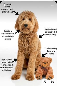 a brown dog sitting next to a teddy bear with instructions on how to groom it