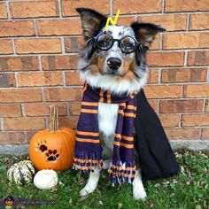 a dog wearing glasses and a scarf next to some pumpkins on the grass near a brick wall