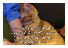 an orange cat laying on top of a person's lap with the caption cats choose who they bond with