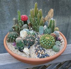 a potted plant with many different kinds of plants in it