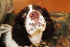 a close up of a dog wearing a collar