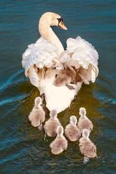 a mother swan with her babies swimming in the water