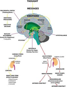 an image of the human brain and its functions