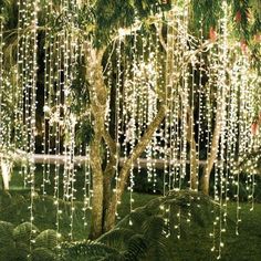 the lights are hanging from the trees in the yard