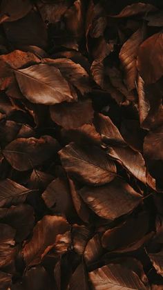 a bunch of brown leaves that are on the ground