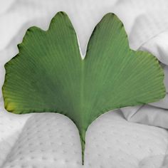 a large green leaf laying on top of a bed