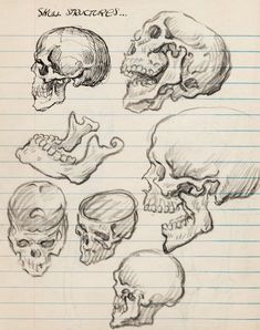 sketches of human skulls on lined paper