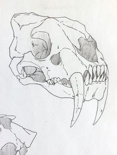 a pencil drawing of a skull with teeth