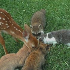 three baby animals are playing with each other in the grass, and one is rubbing its head against another animal's ear