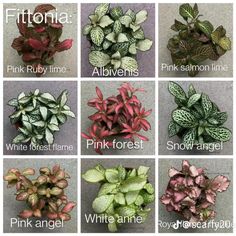 nine different types of plants that are labeled in the following words, including pink and green