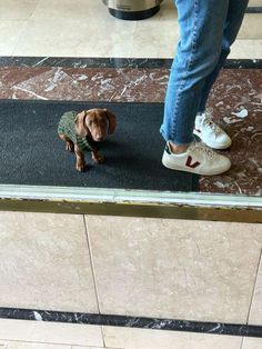 a small dog wearing a sweater standing next to a person in white tennis shoes on a black mat