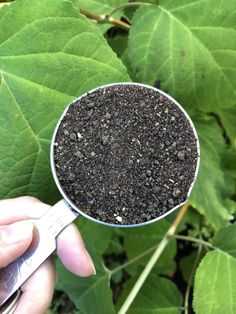 a person holding a spoon full of dirt in front of green leaves with scissors on it