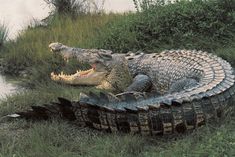 an alligator is laying down in the grass