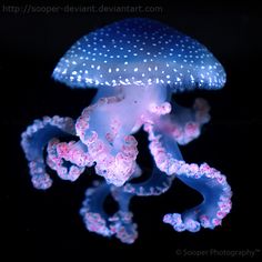 a blue and white jellyfish in the dark