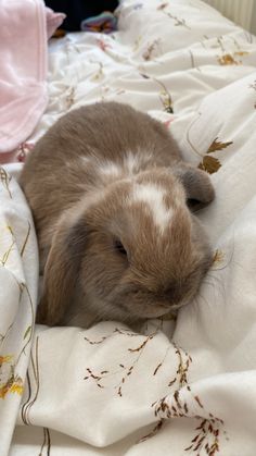 a small brown and white rabbit laying on top of a bed next to a blanket