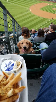 a dog sitting in the stands at a baseball game with french fries and ketchup