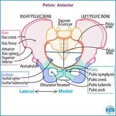 the pelvici and its major functions are shown in this diagram, with labels on