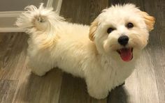 a small white dog standing on top of a wooden floor next to a door with it's tongue hanging out