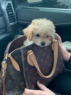 a small dog sitting in a purse being held by someone's hand inside a car