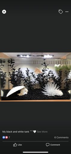 an aquarium filled with plants and rocks on top of a black counter next to a white wall