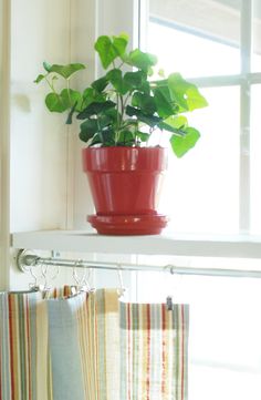 a red potted plant on top of a window sill next to a striped curtain