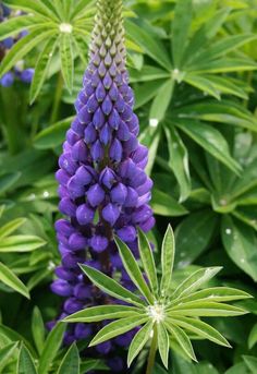 purple flowers with green leaves in the background