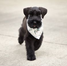 a small black dog with a white bandanna around it's neck walking on concrete