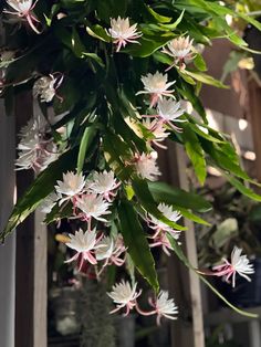 white and pink flowers are hanging from the ceiling