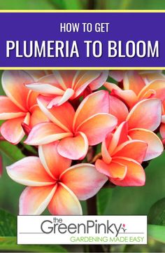 pink flowers with the words how to get plumeria to bloom on top of them