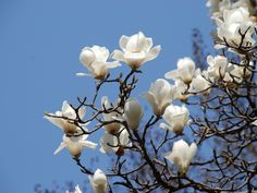 white flowers are blooming on the branches of a tree with blue sky in the background