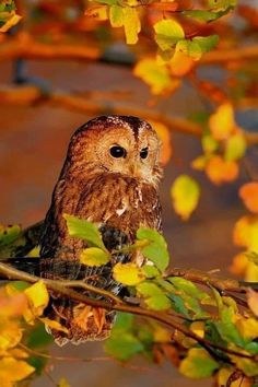 an owl sitting on top of a tree branch with yellow leaves in front of it