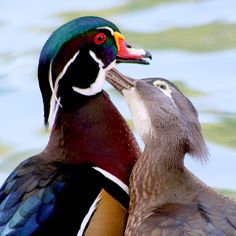 two ducks are standing next to each other in the water, with their beaks touching