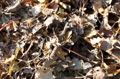 the ground is covered with leaves and grass