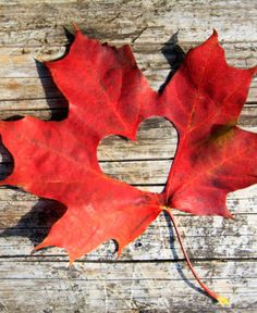 a red leaf laying on top of a wooden table