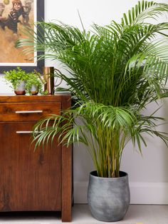 there is a potted plant next to a dresser and painting on the wall behind it