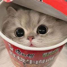 a white cat wearing a red and white hat with its eyes wide open in a cup