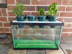 an aquarium filled with plants on top of a brick wall