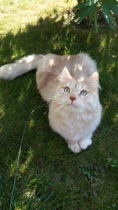 an orange and white cat sitting in the grass