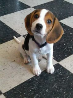 a small brown and white dog sitting on top of a checkered floor